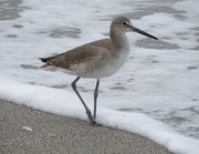 3rd Feb 2015 - Willet, My 365th photo