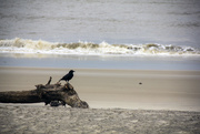 2nd Feb 2015 - Crow on the Beach