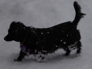 31st Jan 2015 - Snow Dog
