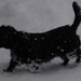 Snow Dog by brillomick
