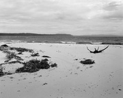 3rd Feb 2015 - Grasses and driftwood