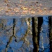 Reflection in swamp, Beidler Forest in Four Holes Swamp, Dorchester County, South Carolina by congaree