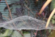 3rd Feb 2015 - Now That's a Spider's Web