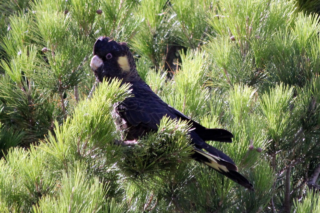 Black cockatoo for a black day by gilbertwood