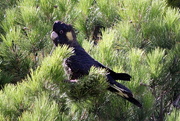 30th Jan 2015 - Black cockatoo for a black day