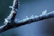 3rd Feb 2015 - Blue and Twig