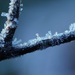 Blue and Twig by motherjane
