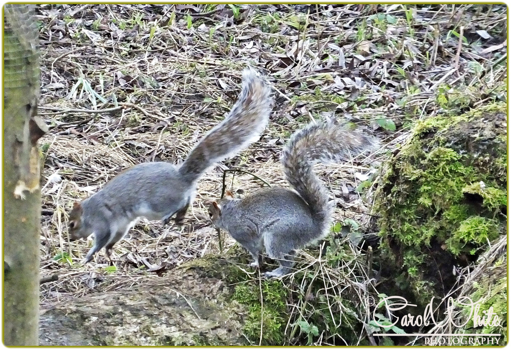 Squirrels At Play by carolmw