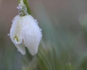 3rd Feb 2015 - Frosty The Snowdrop .... (For Me)