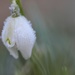 Frosty The Snowdrop .... (For Me) by motherjane