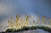 3rd Feb 2015 - Frost Moss .... (Odds and Sods)