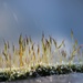 Frost Moss .... (Odds and Sods) by motherjane