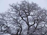 3rd Feb 2015 - Snowy Tree