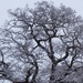 Snowy Tree by mattjcuk