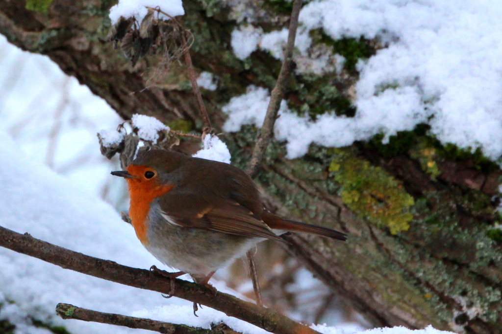 A robin at last! by busylady