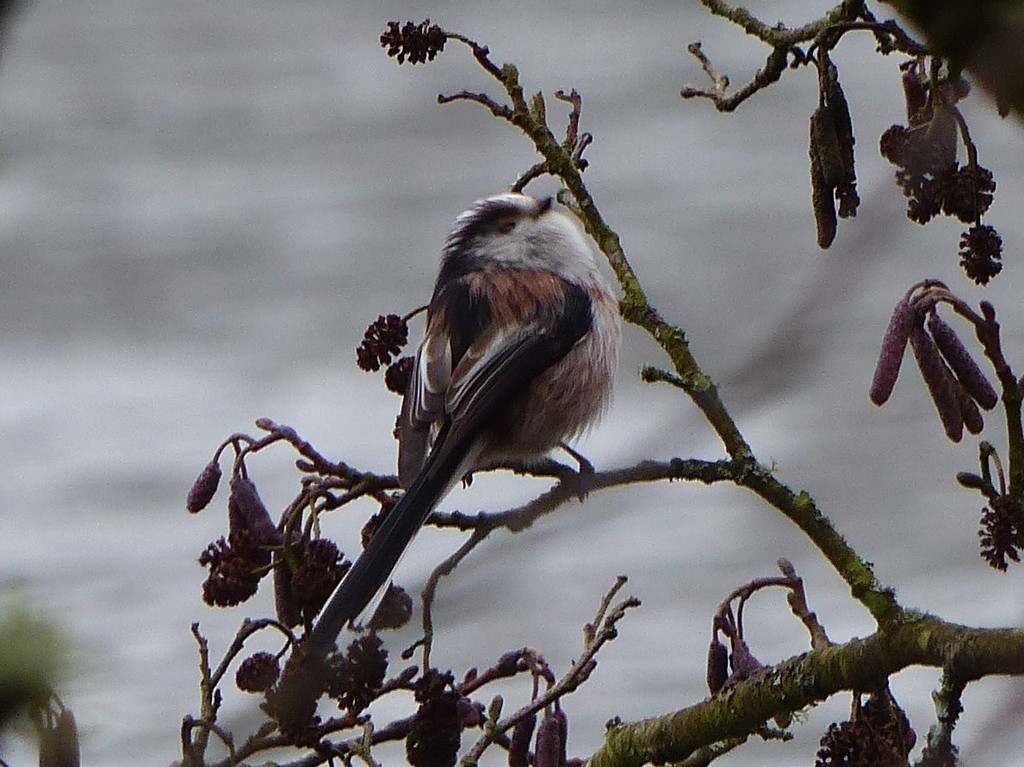  Long Tailed Tit by susiemc