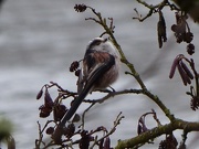 3rd Feb 2015 -  Long Tailed Tit