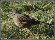 3rd Feb 2015 - Female House Sparrow