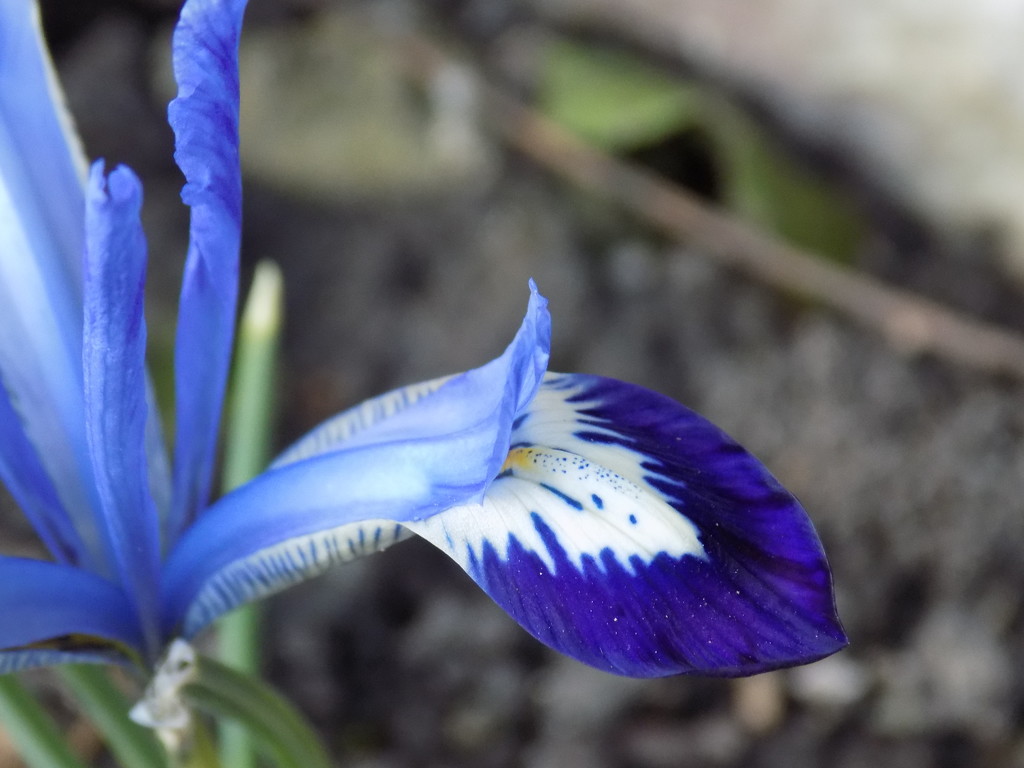 Winter Miniature Iris by flowerfairyann