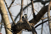 2nd Feb 2015 - Downy woodpecker