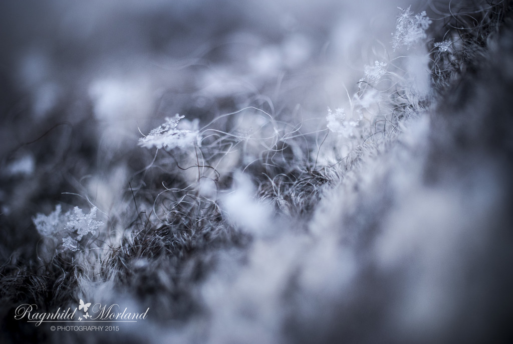 Snowflakes by ragnhildmorland