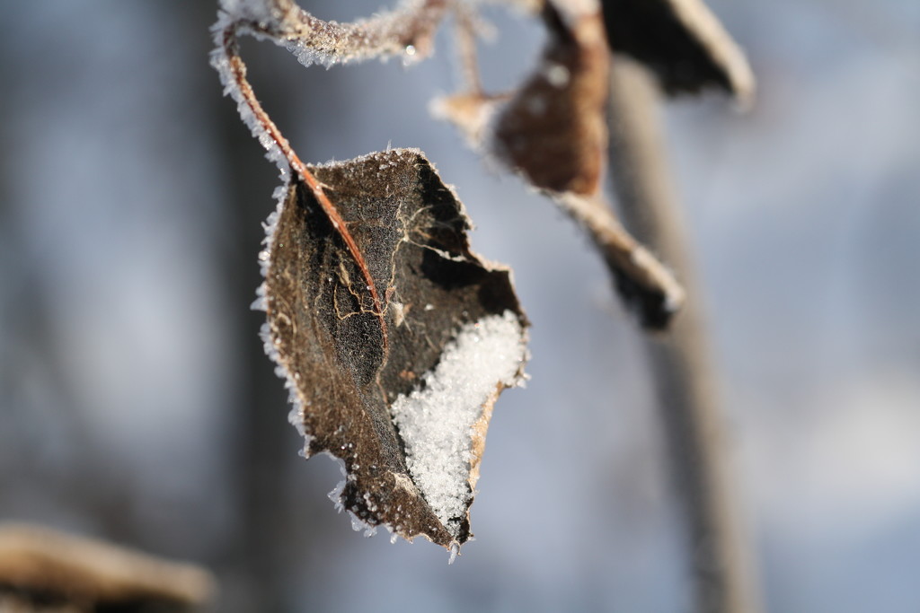 Frosty leaf by sarahlh