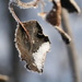 Frosty leaf by sarahlh