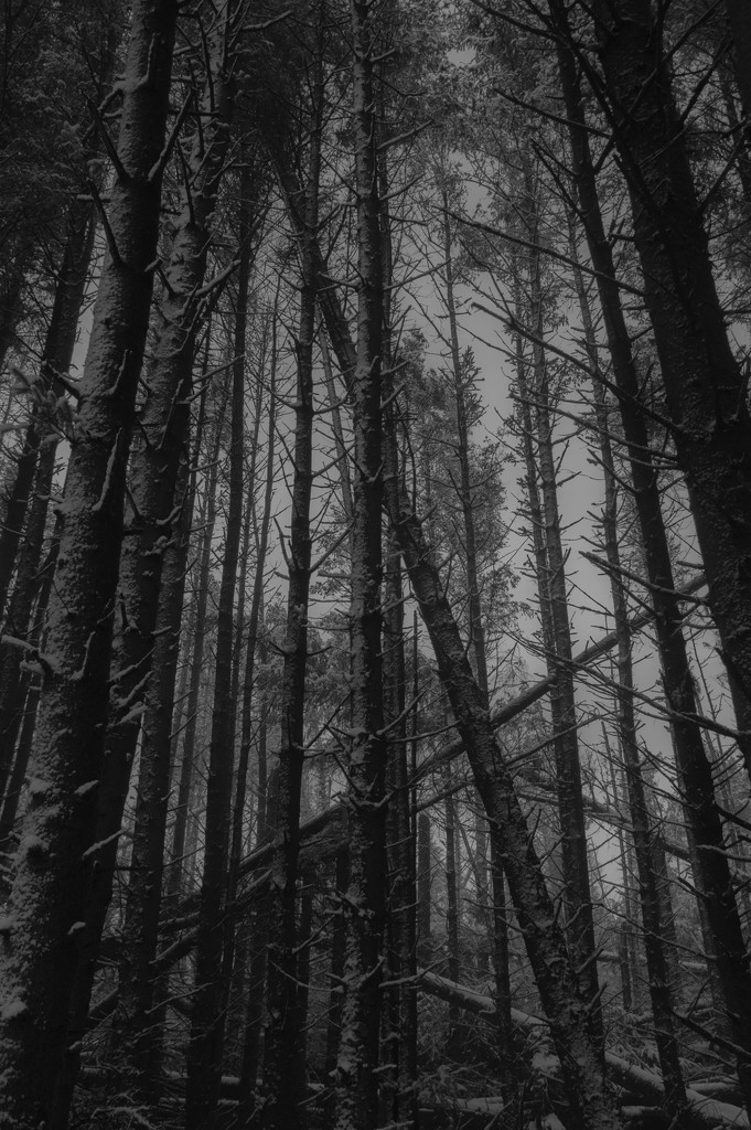 Pine wood by overalvandaan