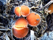 3rd Feb 2015 - Dung Fungus