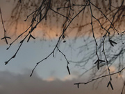 1st Feb 2015 - Branches of the Silver birch tree...