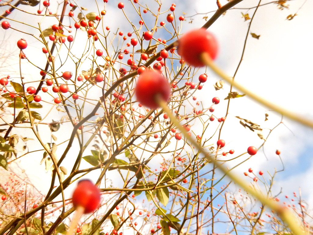Rose hips.... by snowy