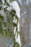 4th Feb 2015 - Snow on the Evergreen Branch