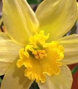 2nd Feb 2015 - daffodils!
