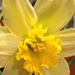 daffodils! by wiesnerbeth