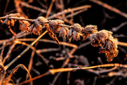 3rd Feb 2015 - Old Weeds - New Beauty