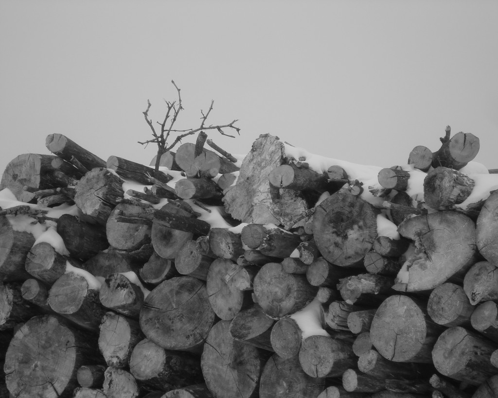 Woodpile in Black and White by mcsiegle