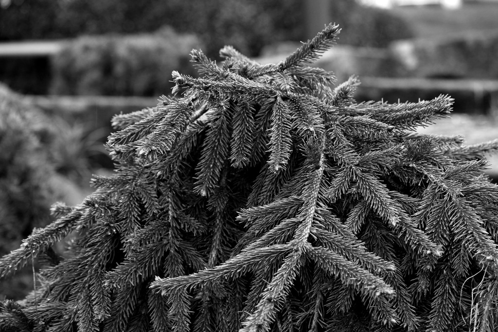 F is for Fir Tree by nanderson