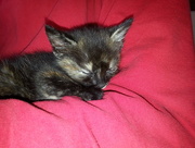 3rd Feb 2015 - Tortie Kitten
