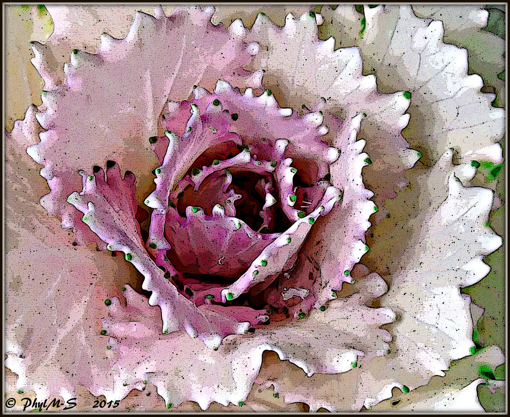 Cabbage Flower by elatedpixie