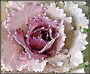 3rd Feb 2015 - Cabbage Flower