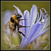 aggies and bee by julzmaioro