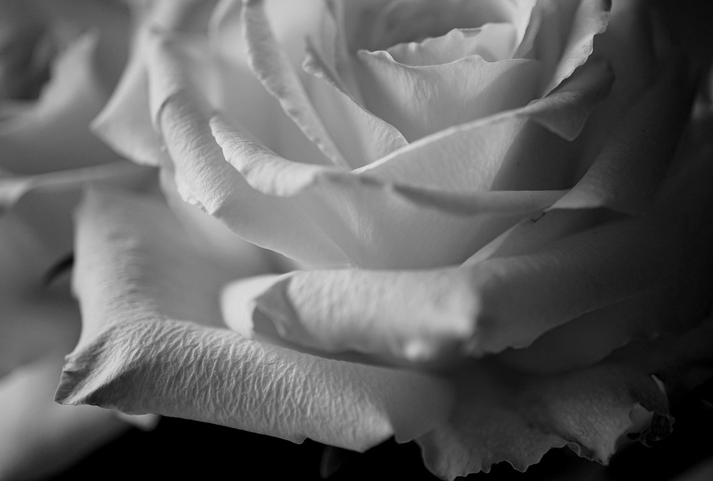 petals of a rose by quietpurplehaze