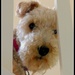Alfie -our dog  by beryl