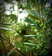 4th Feb 2015 - wild olives