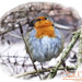 Fluffy Robin by carolmw