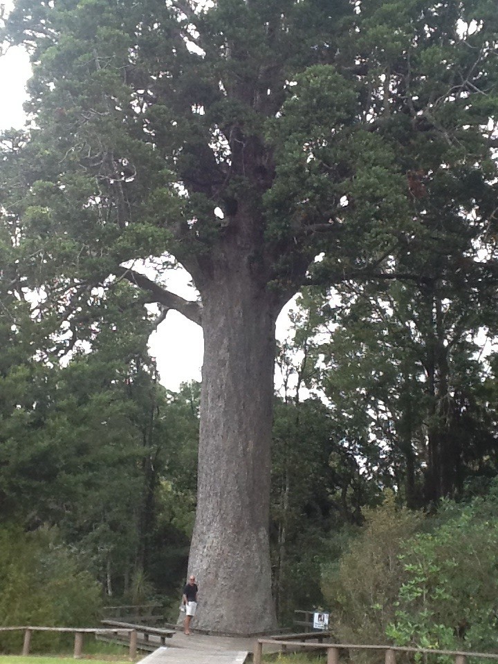 Kauri tree by chimfa