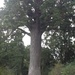 Kauri tree by chimfa