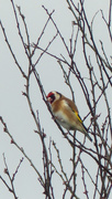 4th Feb 2015 - Goldfinch