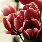 4th Feb 2015 - Over-edited tulips