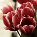 Over-edited tulips by judithg